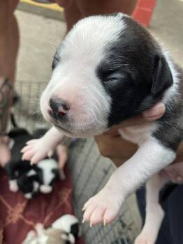 DANDELION -  Mixed Breed Dog for Adoption in Dallas, Texas - DANDELION | PetCurious