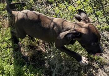 Hound and Mixed Breed Dogs Available for Adoption in Conway, South Carolina - Sassette | PetCurious