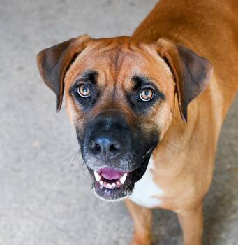 Jean-Pierre -  Mountain Cur and Black Mouth Cur Dog for Adoption in Chattanooga, Tennessee - Jean-Pierre | PetCurious