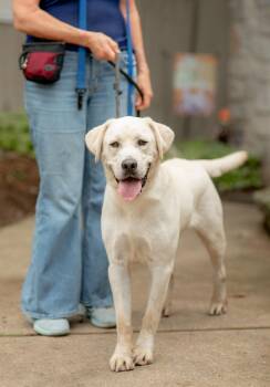 Milo -  Yellow Labrador Retriever Dog for Adoption in Chester Springs, Pennsylvania - Milo | PetCurious