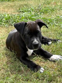 Pit Bull Terrier Dogs Available for Adoption in Yonkers, New York - Eros | PetCurious