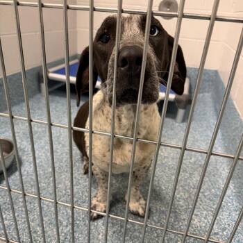 Basset Hound and Mixed Breed Dogs Available for Adoption in Greensboro, North Carolina - Feathers | PetCurious