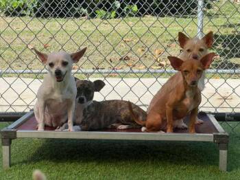 Rescue Chihuahua Dogs for Adoption in Humacao, Humacao - Gracie | PetCurious