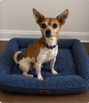 Chihuahua Dogs Available for Adoption - Milo | PetCurious