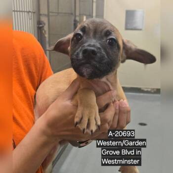 Chihuahua and Terrier Dogs Available for Adoption - WAGS-Stray-20692_2 | PetCurious