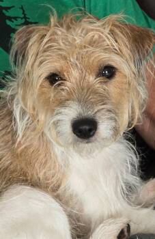 Lucy -  Jack Russell Terrier Dog for Adoption in Clatskanie, Oregon - Lucy | PetCurious