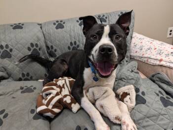 Savvy -  Pit Bull Terrier Dog for Adoption in Port Washington, New York - Savvy | PetCurious