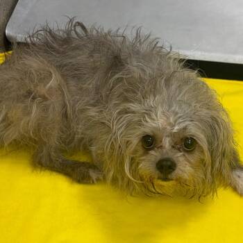 Wirehaired Terrier Dogs Available for Adoption in Nashville, Tennessee - Moppett | PetCurious