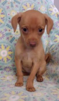 Lillian -  Chihuahua and Dachshund Dog for Adoption in Lexington, Kentucky - Lillian | PetCurious