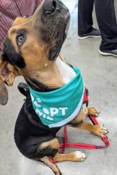 Shepherd and Hound Dogs Available for Adoption - Agatha | PetCurious