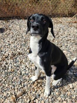 Bambi - In Foster -  Mixed Breed Dog Available for Adoption in Grand Forks, North Dakota - Bambi - In Foster | PetCurious
