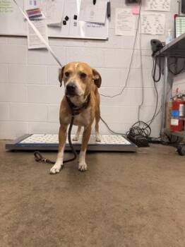 Mars -  Mixed Breed Dog for Adoption in Fort Worth, Texas - Mars | PetCurious