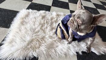 French Bulldog Dogs Available for Adoption in Piedmont, Oklahoma - Opal | PetCurious
