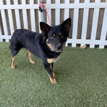 A613499 -  Australian Kelpie and Border Collie Dog for Adoption in Modesto, California - A613499 | PetCurious