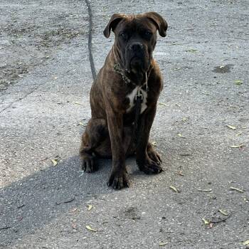 Reginald -  Cane Corso Dog for Adoption in Woodstock, Ontario - Reginald | PetCurious