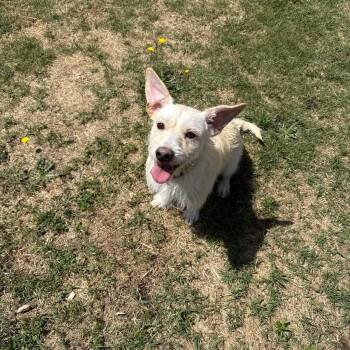 Jasper -  Cairn Terrier and Havanese Dog for Adoption in Greenville, South Carolina - Jasper | PetCurious