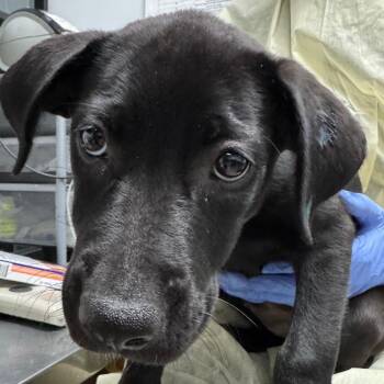 Lucille -  Mixed Breed and Black Labrador Retriever Dog for Adoption in Salt Lake City, Utah - Lucille | PetCurious