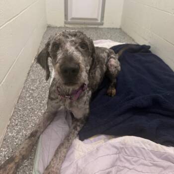Goose -  Poodle and Mixed Breed Dog for Adoption in Parkersburg, West Virginia - Goose | PetCurious