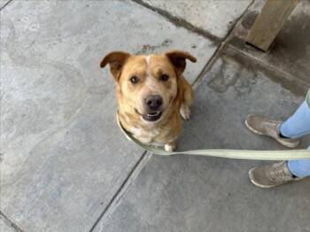 Mixed Breed Dogs Available for Adoption - DARWIN | PetCurious