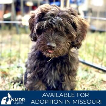 Wyatt - Missouri (S26-60) -  Pekingese and Miniature Poodle Dog for Adoption in Peyton, Colorado - Wyatt - Missouri (S26-60) | PetCurious