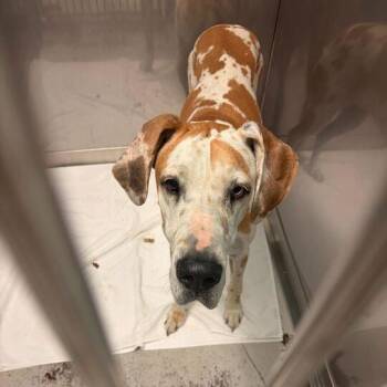 Mixed Breed Dogs Available for Adoption in Davenport, Iowa - Hermes | PetCurious