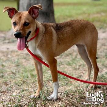 Rescue Black Mouth Cur and Beagle Dogs for Adoption in Washington, District Of Columbia - Chicago | PetCurious