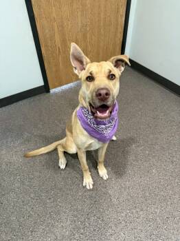Ginger -  Mixed Breed Dog for Adoption in Sault Ste. Marie, Michigan - Ginger | PetCurious