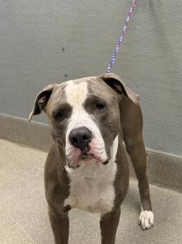 BART -  Pit Bull Terrier and Mixed Breed Dog for Adoption in Las Vegas, Nevada - BART | PetCurious