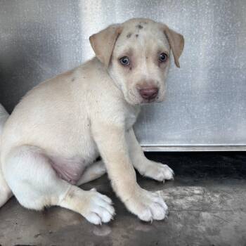 Little Red -  Labrador Retriever and Mixed Breed Dog for Adoption in Edinburg, Texas - Little Red | PetCurious