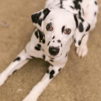 Mr Clean -  Dalmatian Dog for Adoption in Zionsville, Indiana - Mr Clean | PetCurious