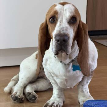 Mabel -  Basset Hound Dog for Adoption in Fort Collins, Colorado - Mabel | PetCurious