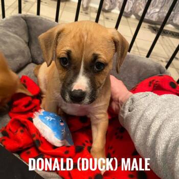 Mixed Breed Dogs Available for Adoption - Donald Duck | PetCurious