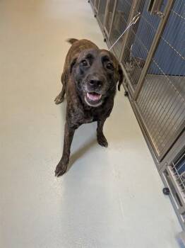 MABLE -  Labrador Retriever and Mixed Breed Dog for Adoption in South Lake Tahoe, California - MABLE | PetCurious