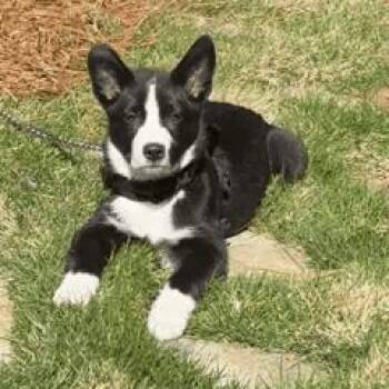 Border Collie Dogs Available for Adoption in Wake Forest, North Carolina - Panda Bear | PetCurious