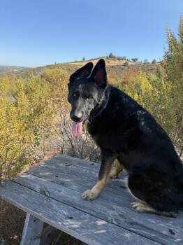 Rescue German Shepherd Dog and Border Collie Dogs for Adoption in Shingle Springs, California - Creed | PetCurious