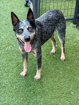 NOEL -  Australian Cattle Dog Blue Heeler Dog for Adoption in Dallas, Texas - NOEL | PetCurious