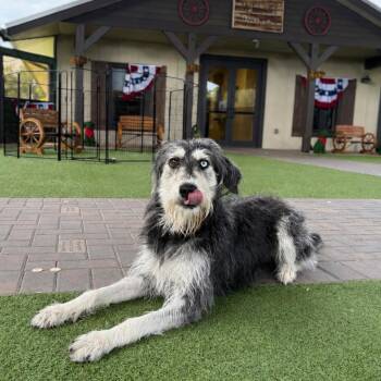 Jenny 2420 -  Husky and Poodle Dog for Adoption in Loxahatchee Groves, Florida - Jenny 2420 | PetCurious
