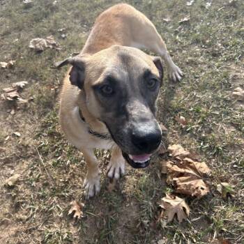 Rescue Mixed Breed Dogs for Adoption in Auburn, Alabama - Thumper | PetCurious