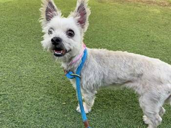 Yorkshire Terrier and Mixed Breed Dogs Available for Adoption - NALA | PetCurious
