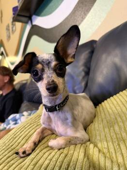 Pigeon -  Chihuahua Dog for Adoption in St. Augustine, Florida - Pigeon | PetCurious