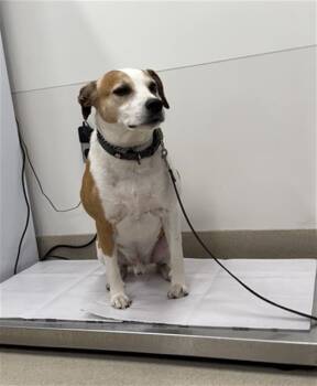 RANGER -  Pit Bull Terrier Dog for Adoption in Baytown, Texas - RANGER | PetCurious