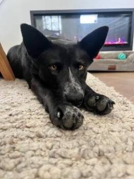 Australian Cattle Dog Blue Heeler and Shepherd Dogs Available for Adoption in Broomfield, Colorado - RAVEN | PetCurious