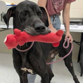 Dax -  Great Dane Dog for Adoption in Chanute, Kansas - Dax | PetCurious