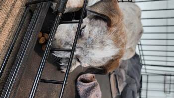 Rescue Pit Bull Terrier and Australian Cattle Dog Blue Heeler Dogs for Adoption in Owasso, Oklahoma - Ash | PetCurious