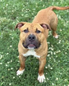 Chester Drawers -  Pit Bull Terrier Dog for Adoption in Richmond, Virginia - Chester Drawers | PetCurious