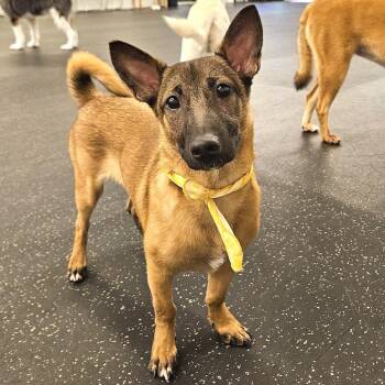 Roy -  Terrier and Beagle Dog for Adoption in Morristown, New Jersey - Roy | PetCurious