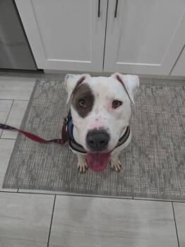 Pit Bull Terrier Dogs Available for Adoption - Ocean | PetCurious