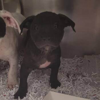American Bulldog Dogs Available for Adoption in East St. Louis, Illinois - Party Boi | PetCurious