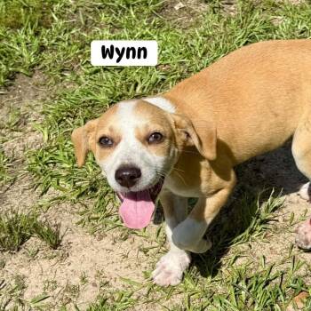 Wynn -  Mixed Breed Dog for Adoption in Brewton, Alabama - Wynn | PetCurious