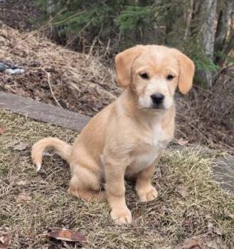 Labrador Retriever Dogs Available for Adoption in Anchorage, Alaska - Baxter | PetCurious